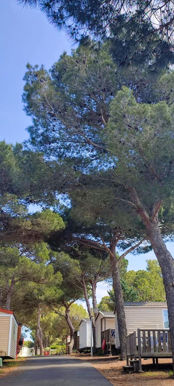 Domaine Residentiel De Plein Air Odalys La Pinede Agde Eksteriør billede